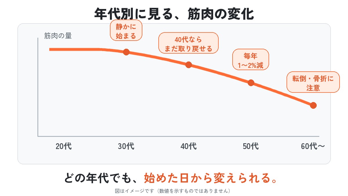 図：年代別に見る筋肉の変化のイメージ。30代で静かに始まり、40代ならまだ取り戻せ、50代では毎年1〜2%減り、60代以降は転倒・骨折に注意。