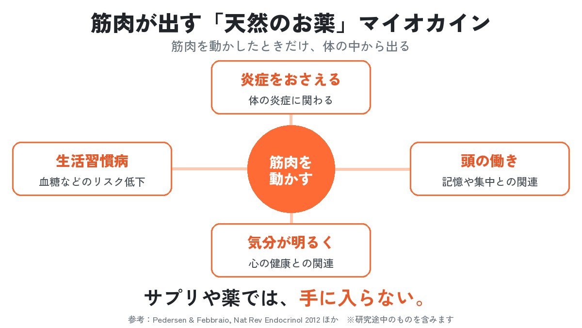 図：筋肉を動かすと出るマイオカイン。炎症をおさえる、頭の働き、気分が明るく、生活習慣病のリスク低下との関連が研究されている。