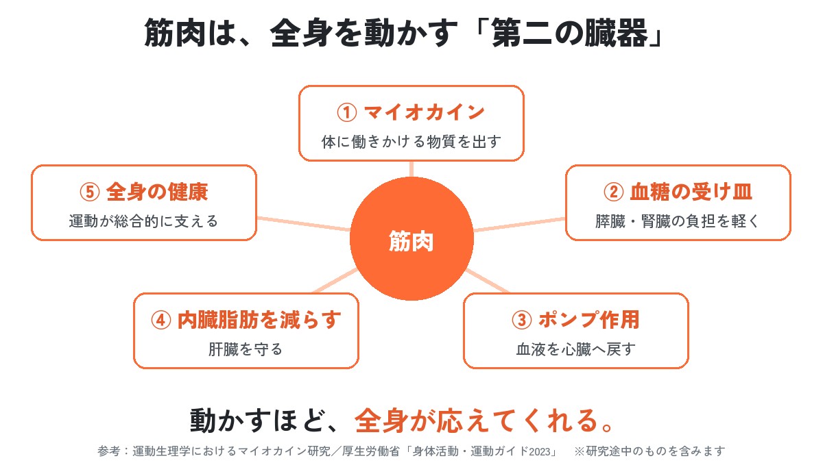図：筋肉は全身を動かす第二の臓器。マイオカインを出す、血糖の受け皿になる、ポンプ作用で血液を心臓へ戻す、内臓脂肪を減らし肝臓を守る、全身の健康を支える。